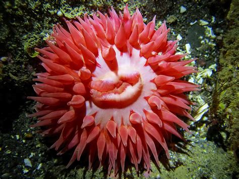 sea anemone pronunciation|anemone species identification.